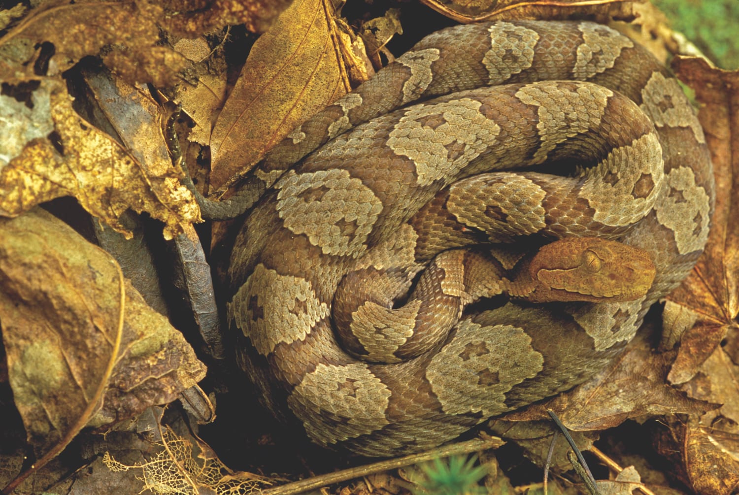 brown baby snake identification