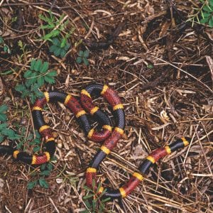 Coral Snake