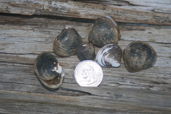 Figure 4. The Asiatic clam, Corbicula fluminea