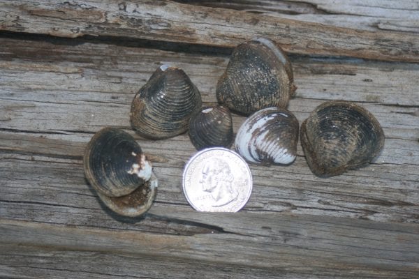 freshwater clam