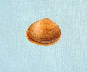 Figure 1. Fingernail clam (Photo courtesy of the Illinois Natural History Survey)