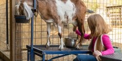 A young girl milking a goat on a working farm.