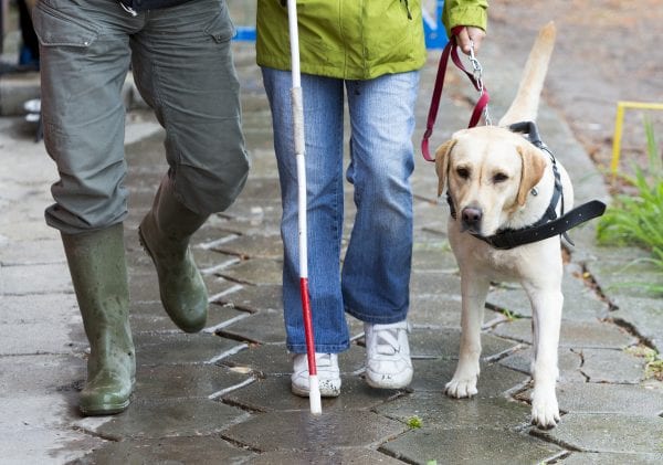  A blind person is led by her golden retriever guide dog.