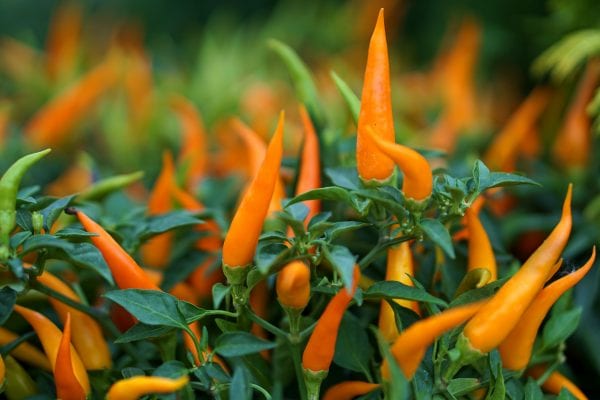 orange Chilli pepper plant