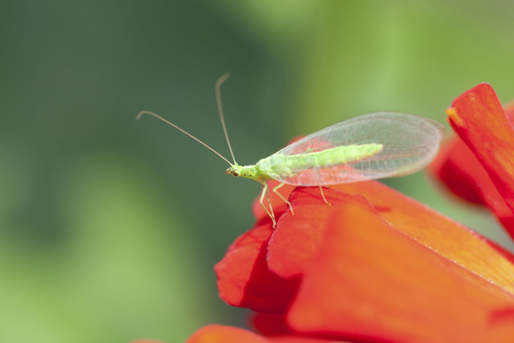 Green lacewing (Dichochrysa ventralis) on red flower.