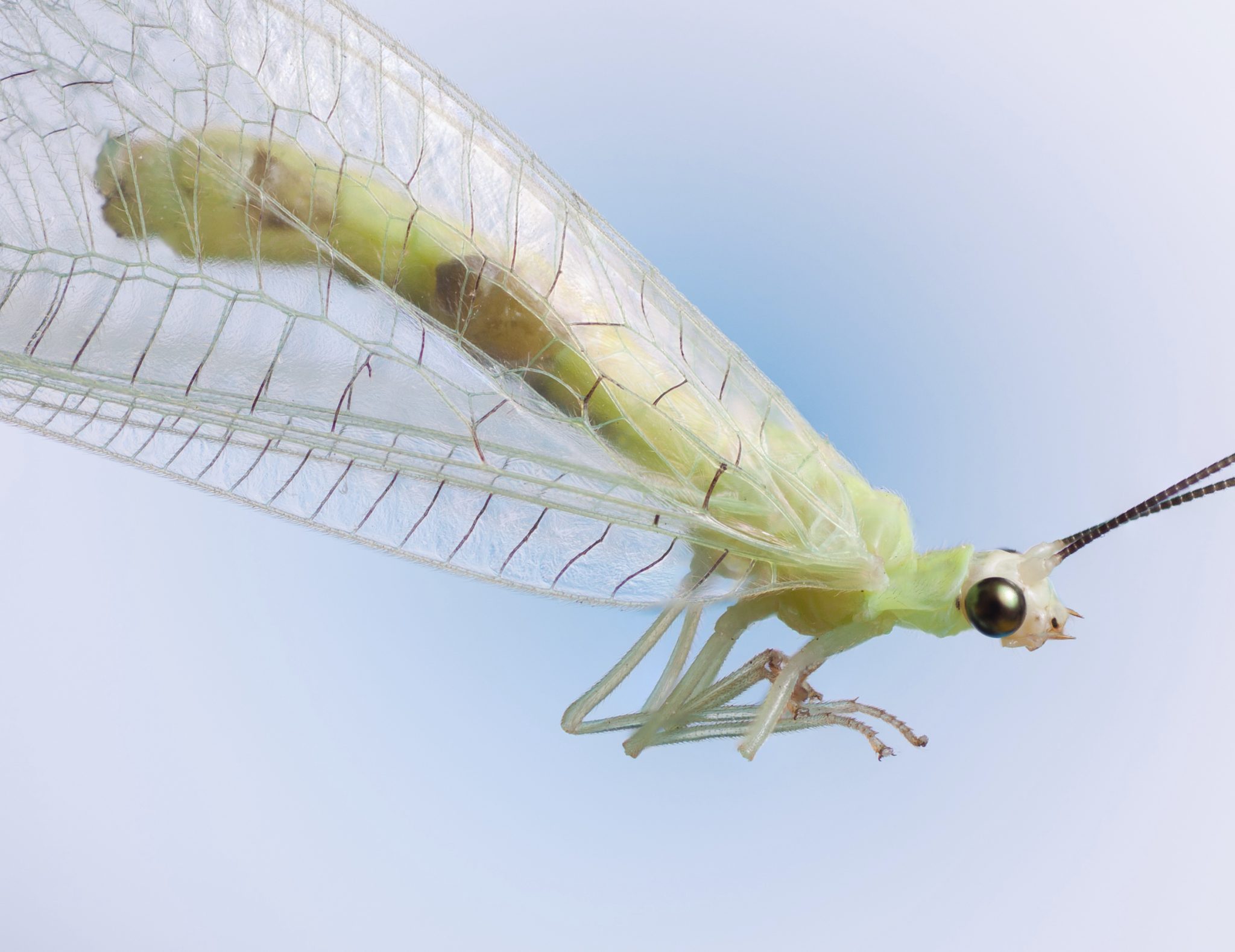 Top 10 Most Wanted Bugs in Your Garden – Green Lacewing - Alabama