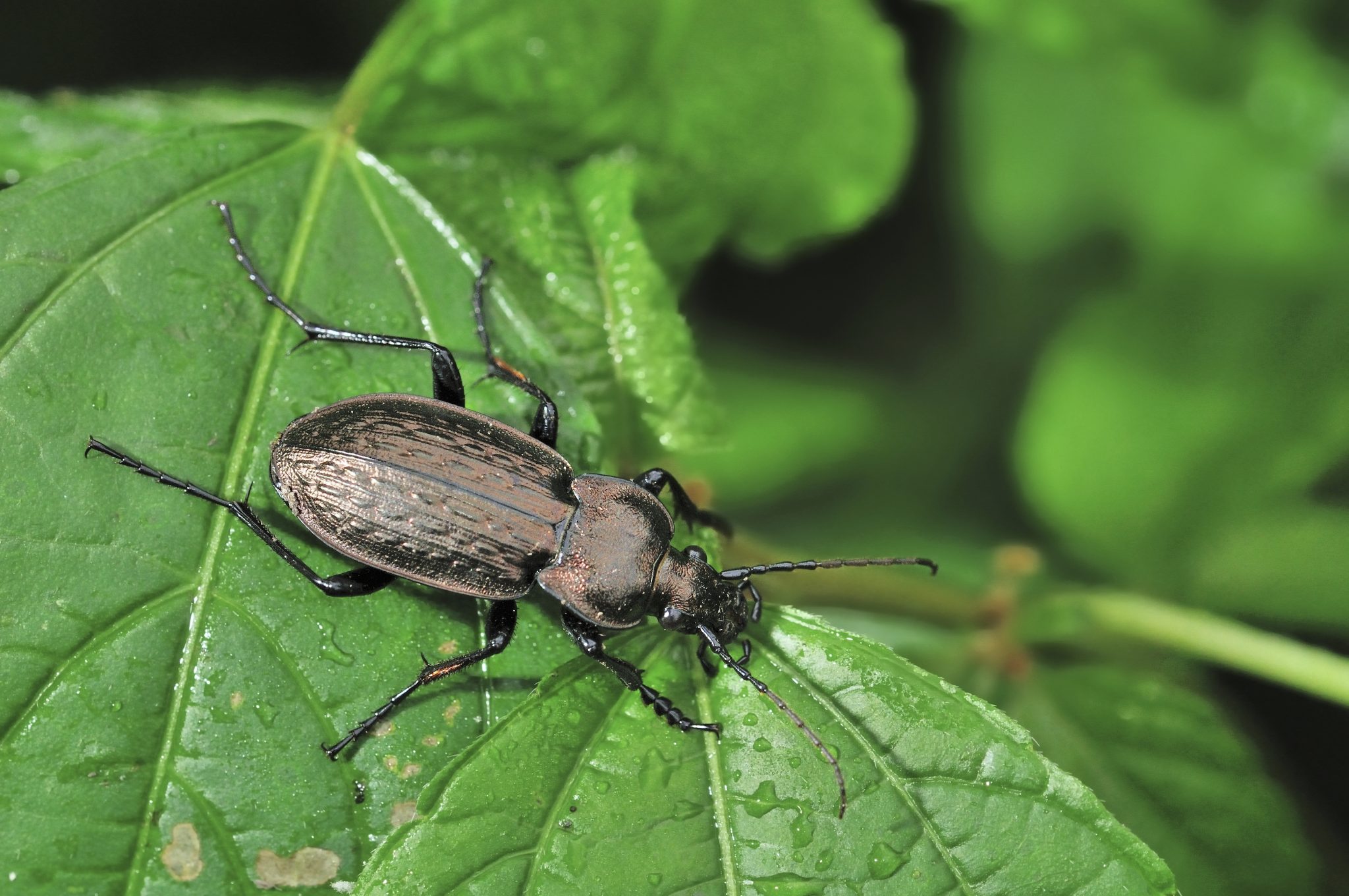 Ground Beetle
