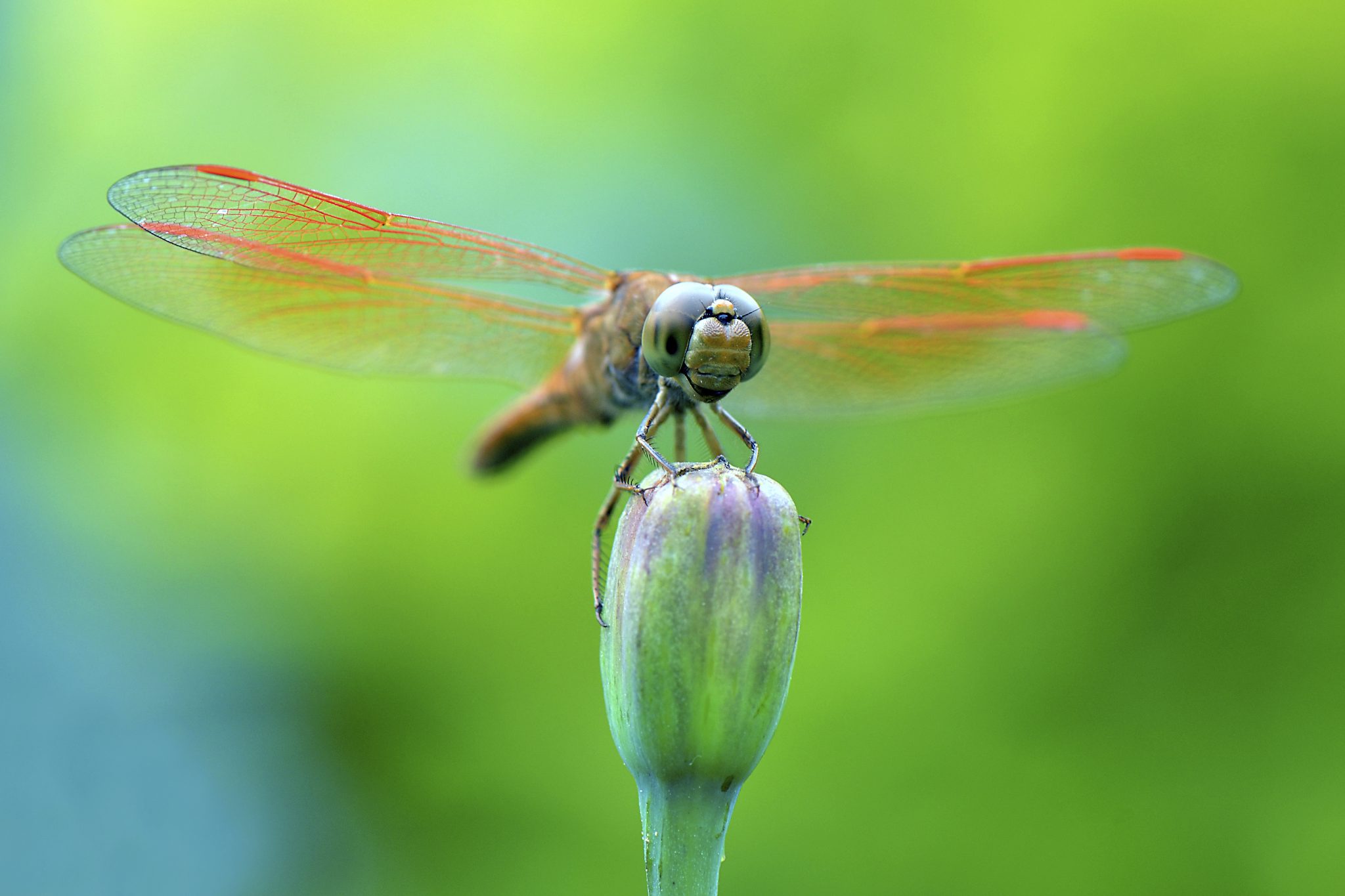 Top Ten Most Wanted Bugs in Your Garden: Dragonfly ...