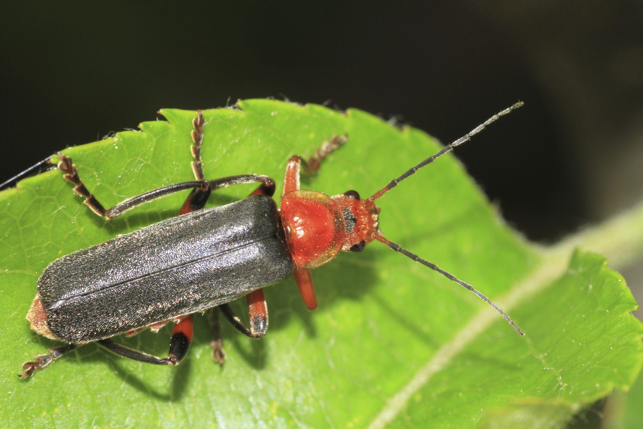 Top 10 Most Wanted Bugs in Your Garden – Soldier Beetle - Alabama