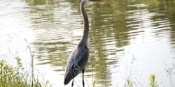 Tall bird standing beside pond