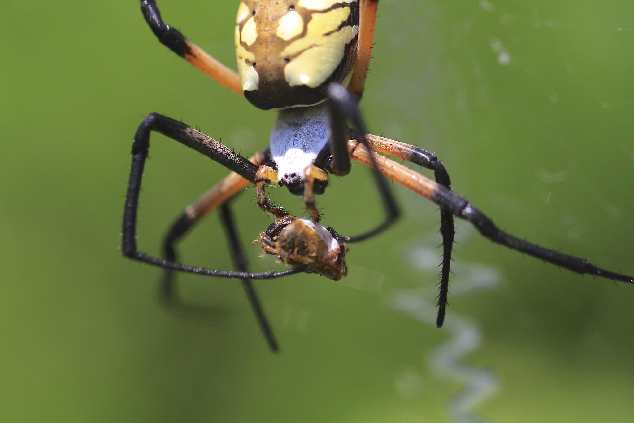 Top Ten Most Wanted Bugs In Your Garden Spider Alabama