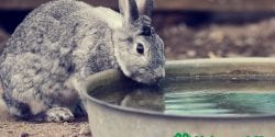 Alabama 4-H Rabbit Project; Hop 2 It bunny drinking water