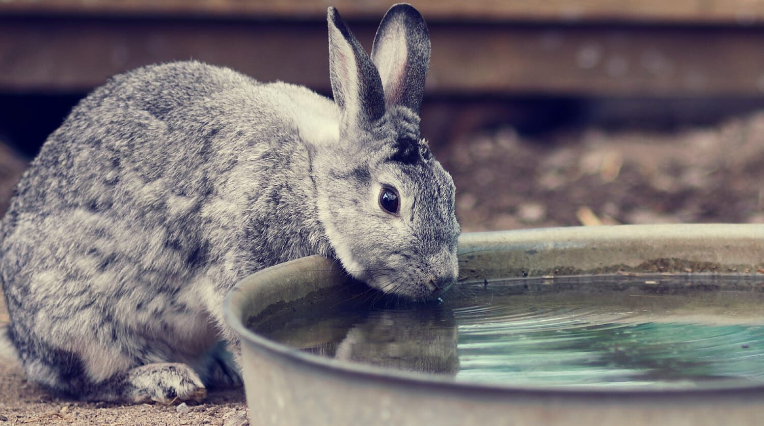 A gray, pet rabbit drinking water from a bowl.