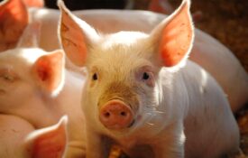 A closeup of a piglet with sleeping piglets in the background.