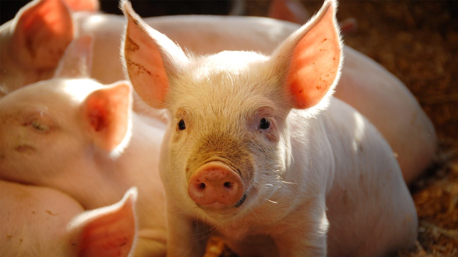 A closeup of a piglet with sleeping piglets in the background.