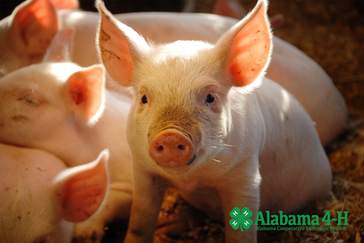 Alabama 4-H Livestock Skillathon; pigs