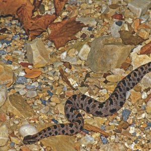 Pygmy Rattlesnake