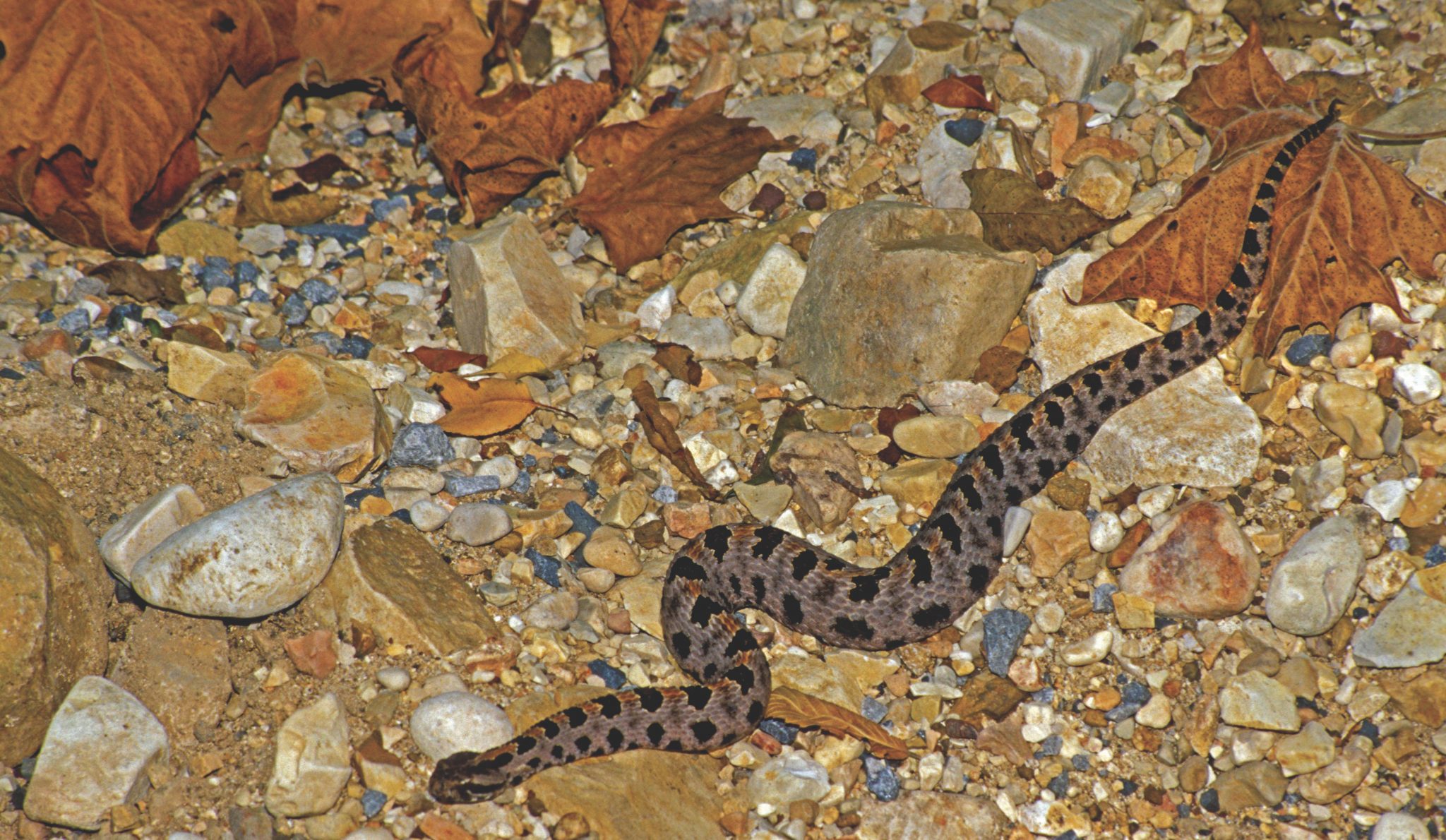 Role of Snakes in Alabama
