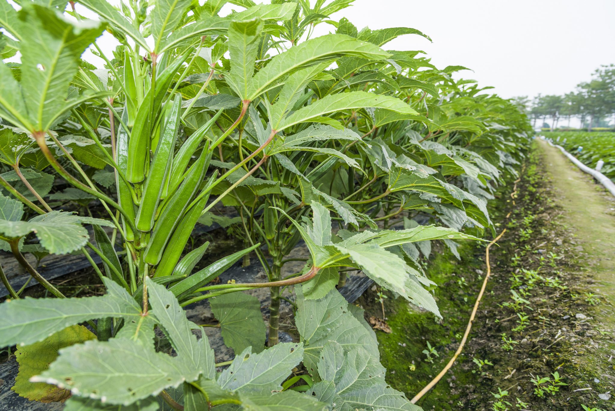 okra plants