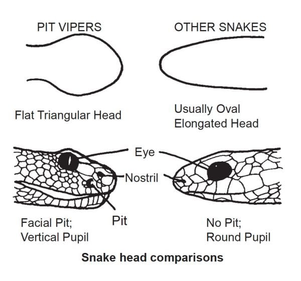 Snake head comparison