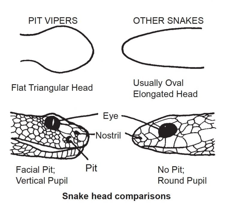 Identification and Control of Snakes in Alabama Alabama Cooperative