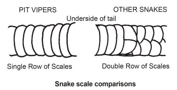 Snake scale comparison