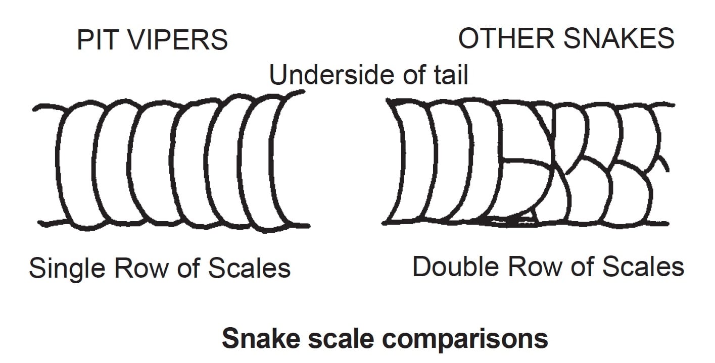 Corn Snake Growth Chart