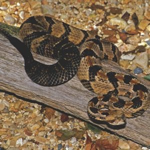 Timber Rattle Snake