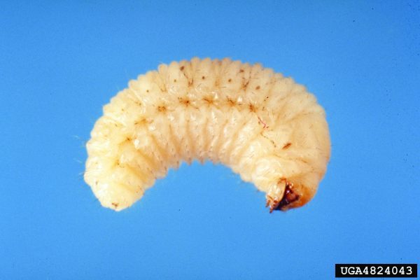 White fringed beetle larva