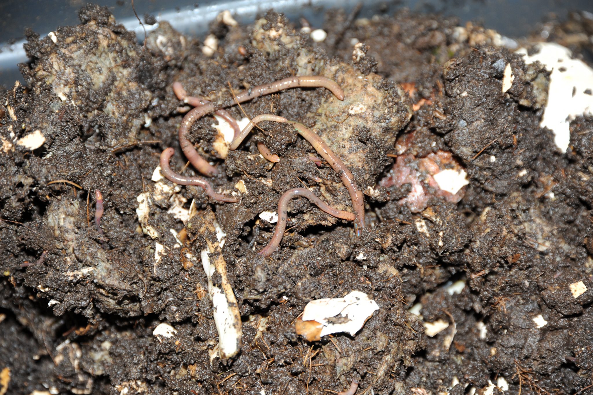 Figure 6. Healthy worms make lots of compost.