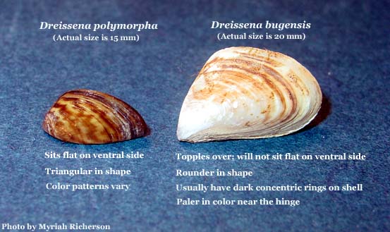 Figure 3. Zebra and quagga mussels (Photo courtesy of the U.S. Geological Survey.)
