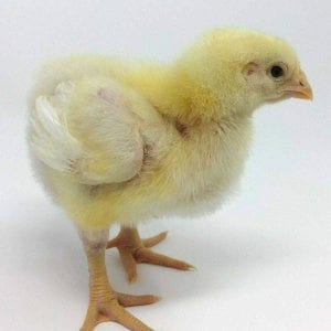 Broiler Chicken Day 10