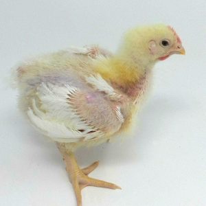 Broiler Chicken Day 19