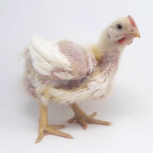 Broiler Chicken Day 22