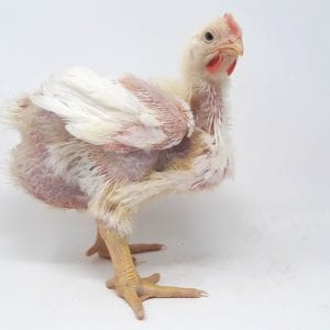 Broiler Chicken Day 25