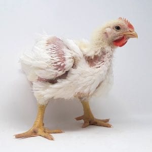 Broiler Chicken Day 28