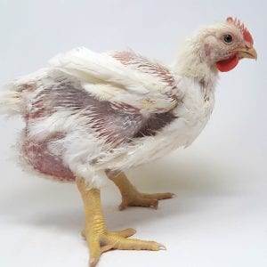 Broiler Chicken Day 31