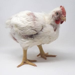 Broiler Chicken Day 34