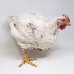 Broiler Chicken Day 37