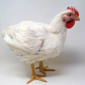 Broiler Chicken Day 46