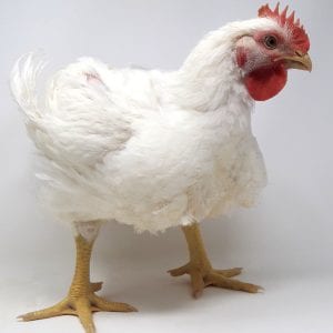 Broiler Chicken Day 49