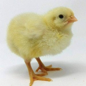 Broiler Chicken Day 4