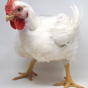 Broiler Chicken Day 50