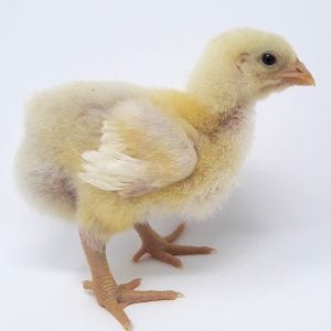 Broiler Chicken Day 7