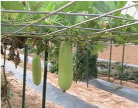 bottle gourds hanging from overhead trellis