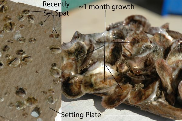 Figure 1. Juvenile oysters affix themselves to adult oyster shells or other hard substrates and become what is called spat..