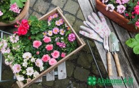 Alabama 4-H Art of Container Gardening project; flowers in containers