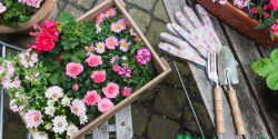 Alabama 4-H Art of Container Gardening project; flowers in containers
