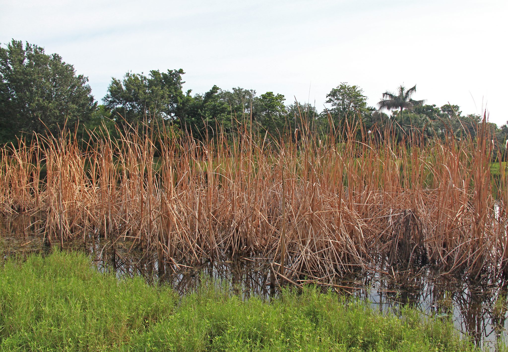 Cattails are aquatic plants. There are many species and they grow in temperate and tropical regions. They grow fast and often take up space in the water crowding out other plants.