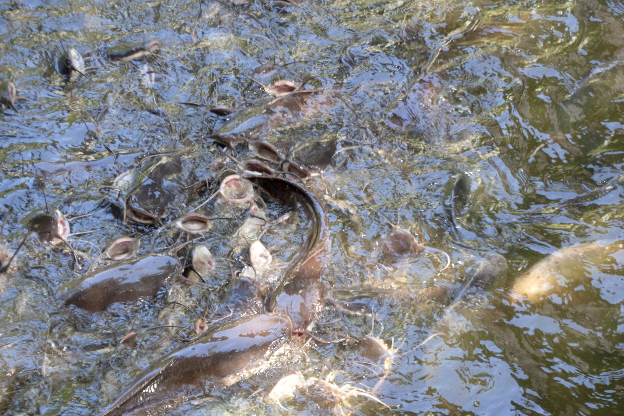 Catfish in the pond Catfish in the pond during feeding; photographed in Kuala Lumpur, Malaysia, in October 2017